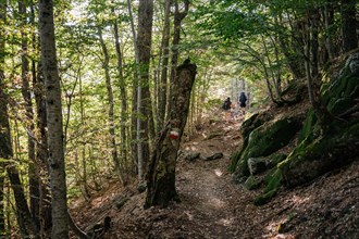 Two hikers in the forest between Vizzavona and E Capanelle, GR20, Corsica, France
