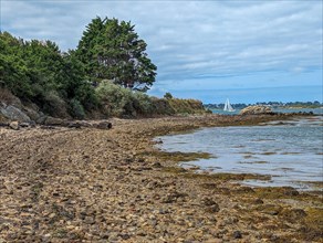 (C) Denis TRASFI / MAXPPP - France, Bretagne, Morbihan, île d'Arz (à proximité de l'Île-aux-Moines) le 22 juillet 2023 - Côte de la pointe de Brouël a