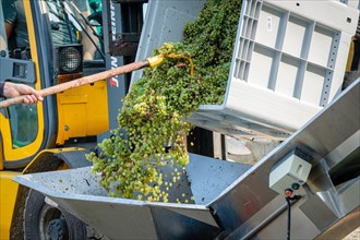 France, Lachassagne, 2023-08-30. White grapes being emptied onto a harvest conveyor belt.