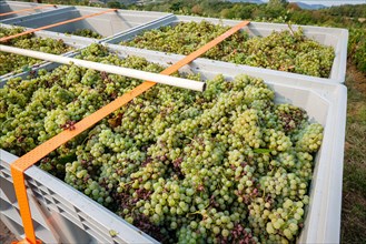 France, Bagnols, 2023-08-30. Start of the white grape harvest in the Beaujolais region.