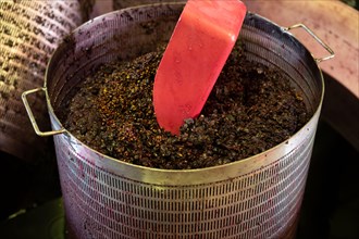 Harvest works in Saint-Emilion wine making region of Bordeaux, picking, sorting with hands, crushing Merlot or Cabernet Sauvignon red wine grapes, Fra