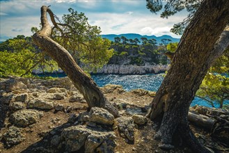 Fantastic viewpoint between the pine trees with stunning mediterranean bay and limestone cliffs, Calanque de Port Pin bay, Calanques National Park, Ca