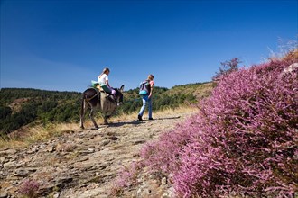 hiking family with a donkey in the Cevennes mountains, France, Cevennes National Park
