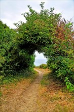 passage through shrubs at coastal walking trail GR34 at the Breton coast, France, Brittany, DÚpartement C¶tes-dÆArmor, PlÚneuf-Val-AndrÚ