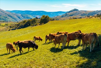 Grazing cattle near the hamlet of Finiels on the Robert Louis Stevenson Trail in the Cévennes, Lozère, France