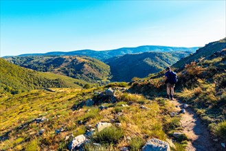 Walker on the Robert Louis Stevenson Trail near the hamlet of Finiels, approaching the descent to Pont de Montvert in the Cévennes, Lozère, France