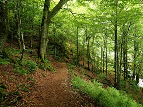 part of the GR10 long distance footpath leading through a beech forest as it ascends towards Cascade d'Ars in the Ariège Pyrénées, France