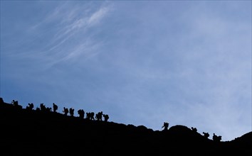 Alpinists during the ascent of Mont Blanc along the regular route via Gouter Refuge.   France.