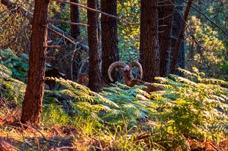Corsican bighorn in the forest at sunrise during the GR20 hike in Corsica, France