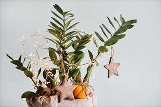 Houseplant Christmas tree decorated with wooden stars and tangerines. Sustainable Christmas decor