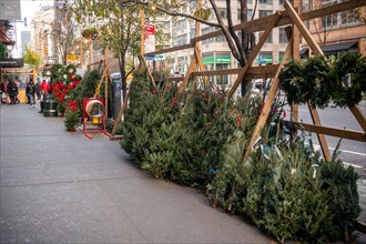 Christmas tree sellerÕs forest in the Chelsea neighborhood of New York on Monday, November 28, 2022.  (© Richard B. Levine)