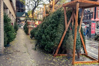 Christmas tree seller’s forest in the Chelsea neighborhood of New York on Wednesday, November 30, 2022.  (© Richard B. Levine)