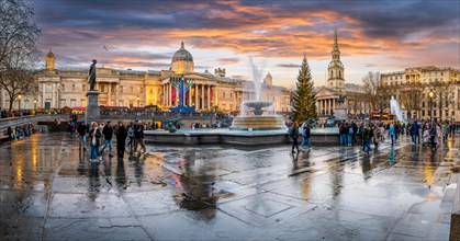 London, UK - November 25, 2023: Christmas tree on central London, EnglandTwilight at Trafalgar Square with golden sunset hues, reflecting on wet stree