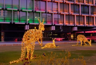 Perth: Christmas kangaroos with shining gold lights at twilight at Council House, St Georges Terrace, Perth, Western Australia