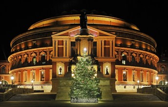 The Royal Albert Hall with Christmas Tree, Illuminated at night.