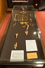 The skeleton of "Lucy" housed in the national museum of Addis Ababa.