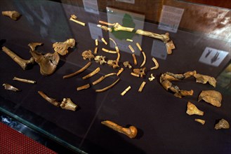 Ancient bones, Lucy, on display in the National Museum, Addis Ababa, Ethiopia