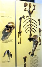 8577. Lucy skeleton, Australopithicus, Natural History Museum, London, England, Europe