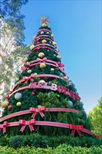 Giant Christmas tree