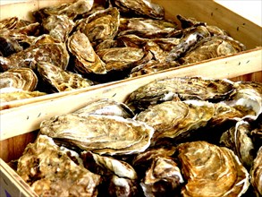 Fresh oysters in traditional baskets, in a French market in Paris. Straight from the sea, ready to eat.