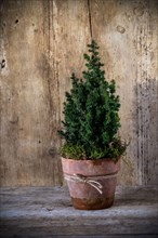 Small Christmas tree in the tone pot in front of a wooden wall