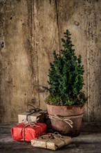 Christmassy still life with a small Christmas tree in the terrakotta pot and presents in front of a wooden wall