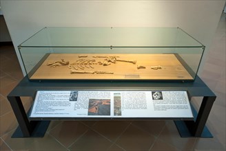 Replica of Lucy skeleton (Australopithecus afarensis) at Prehistoric Museum of Pofi, Lazio, Italy