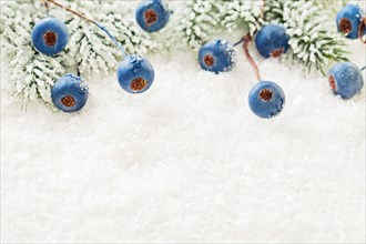 Christmas background with green fir branch, blue berries and snow close up