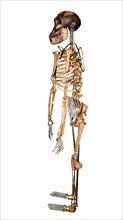 Skeleton of Lucy Australopithecus afarensis Side View