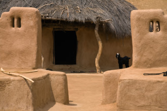 A classic MUD HOUSE with a GOAT in the village in the THAR DESERT near JAISALMER RAJASTHAN INDIA