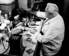 Biologist Alexander Fleming works in his lab