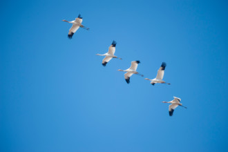 Whooping Cranes migrating