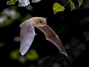 Flying Pipistrelle bat (Pipistrellus pipistrellus) action shot of hunting animal in natural forest background. This species is know for roosting and l