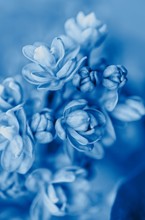 Blooming lilac close up. Beautiful festive floral background. Toned blue.