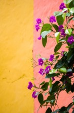 colorful facades walls in the streets of cartagena colombia