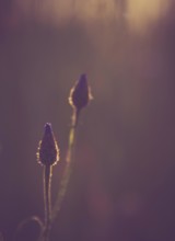 Beautiful close up cornflower in sunset light. Photo with vintage mood effect
