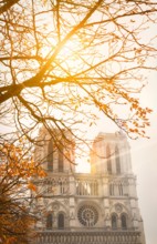 Notre Dame Cathedral, Paris, with autumn sunshine through the branches of a tree.