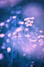 Wild flowers on a spring meadow. The recording is toned