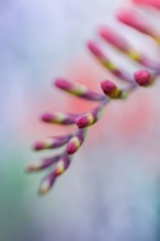 lensbaby image of a crocosmia flower