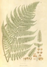 Sphaeropteris barbata Australian Tree Fern, Giant Scaly Tree Fern From Plantae Asiaticae rariores, or, Descriptions and figures of a select number of unpublished East Indian plants Volume 1 by N. Wall...