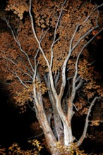 Mysterious tree branch patterns at night with fall foliage - Brevard, North Carolina, USA