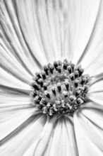 A black and white close up of part of the centre of a Cosmos flower showing the floral structures