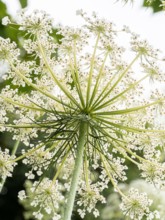 A close up of the underside of a wild carrot flower against the light showing the delicate lace like pattern of the florets