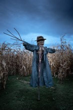 Scary scarecrow in a hat and coat on a evening autumn cornfield. Spooky Halloween holiday concept. Halloweens background