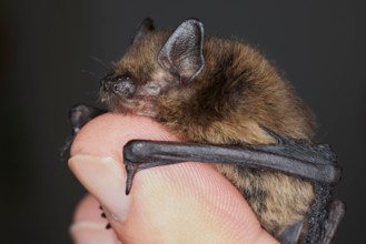 Bat, common pipistrelle, Pipistrellus pipistrellus
