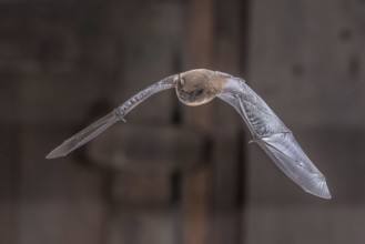 Flying Common Pipistrelle Bat (Pipistrellus pipistrellus) is a small pipistrelle microbat whose very large range extends across most of Europe, North