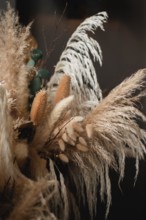Close-up of dried thistle, bunny tails and pampas grass bouquet