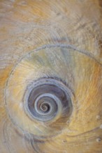 USA, Washington State, Hood Canal. Moon snail shell close- up.