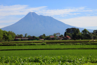 Indonesia, Java, Gunung Merapi volcano; rice field;