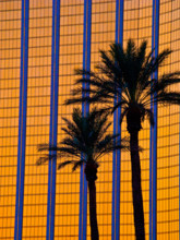 Hotel window reflection and palm trees